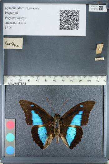 Media type: image;   Entomology 163446